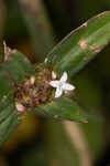 Woodland false buttonweed